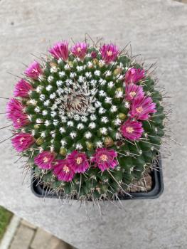 Mammillaria sartorii